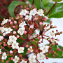Viburnum tin. Spirit 40-60 cm 5,0L
