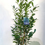 Prunus l. Elly 120-130 cm 6,5L