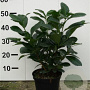 Prunus l. Etna 50-60 cm 5,0L