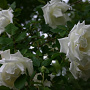 Rosa 'Climbing Mrs Herbert Stevens' 150-175 cm vierkant rond 5,5L