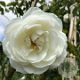 Rosa (K) 'Climbing Snow Princess' 150-175 cm vierkant rond 5,5L