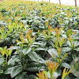 Prunus l. Kleopatra 150 cm stam 12L