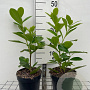 Prunus l. 'Novita' 40-60 cm 2,0L
