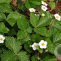 Fragaria vesca vesca GM P9