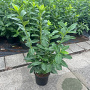 Prunus l. 'Novita' 60-80 cm 3,0L