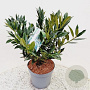 Prunus l. 'Otto Luyken' 30-40 cm 4,0L