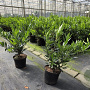 Prunus l. 'Otto Luyken' 40-60 cm 5,0L