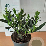 Prunus l. 'Otto Luyken' GM C3