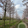 Prunus yedoensis 25-30 HO draadkluit