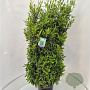 Prunus l. Sofia 120-140 cm 15L