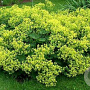Alchemilla sericata 'Gold Strike' GM P9