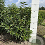 Prunus lusitanica 'Angustifolia' 40-60 cm met kluit