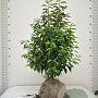 Prunus lusitanica 'Angustifolia' 60-80 cm met kluit