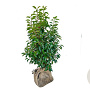 Prunus lusitanica 'Angustifolia' 80-100 cm met kluit