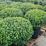 Prunus lusitanica 'Angustifolia' 90-100 cm cont. 65L lage bol najaarspotting