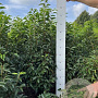 Prunus lusitanica 'Angustifolia' 100-120 cm met kluit